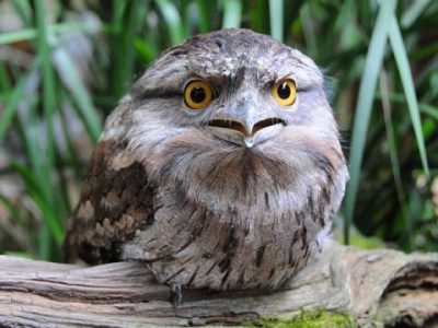 ヨタカ 夜鷹 とは ヨタカ目ヨタカ科の鳥 英国紅茶サロン メイフェア