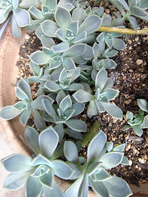 メイフェアの朧月 多肉植物 英国紅茶サロン メイフェア